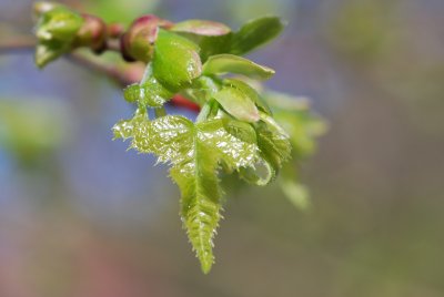 Tilia platyphyllos 'Laciniata' - lípa velkolistá 'Laciniata'- jarní pučení (2)